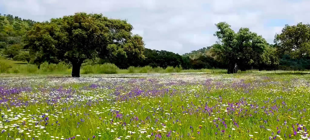 Flores de Extremadura: del almendro al piorno serrano