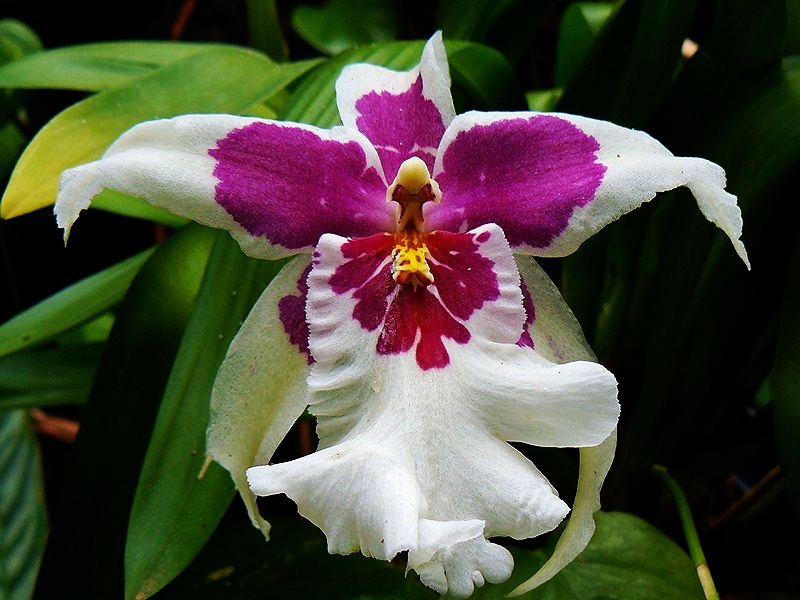 Flores de Tenerife: tajinaste, bicácaro y monteverde