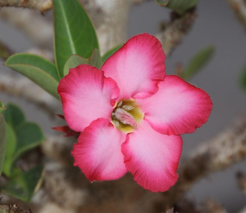 Adenium obesum en flor, con su base engrosada y flores rosas