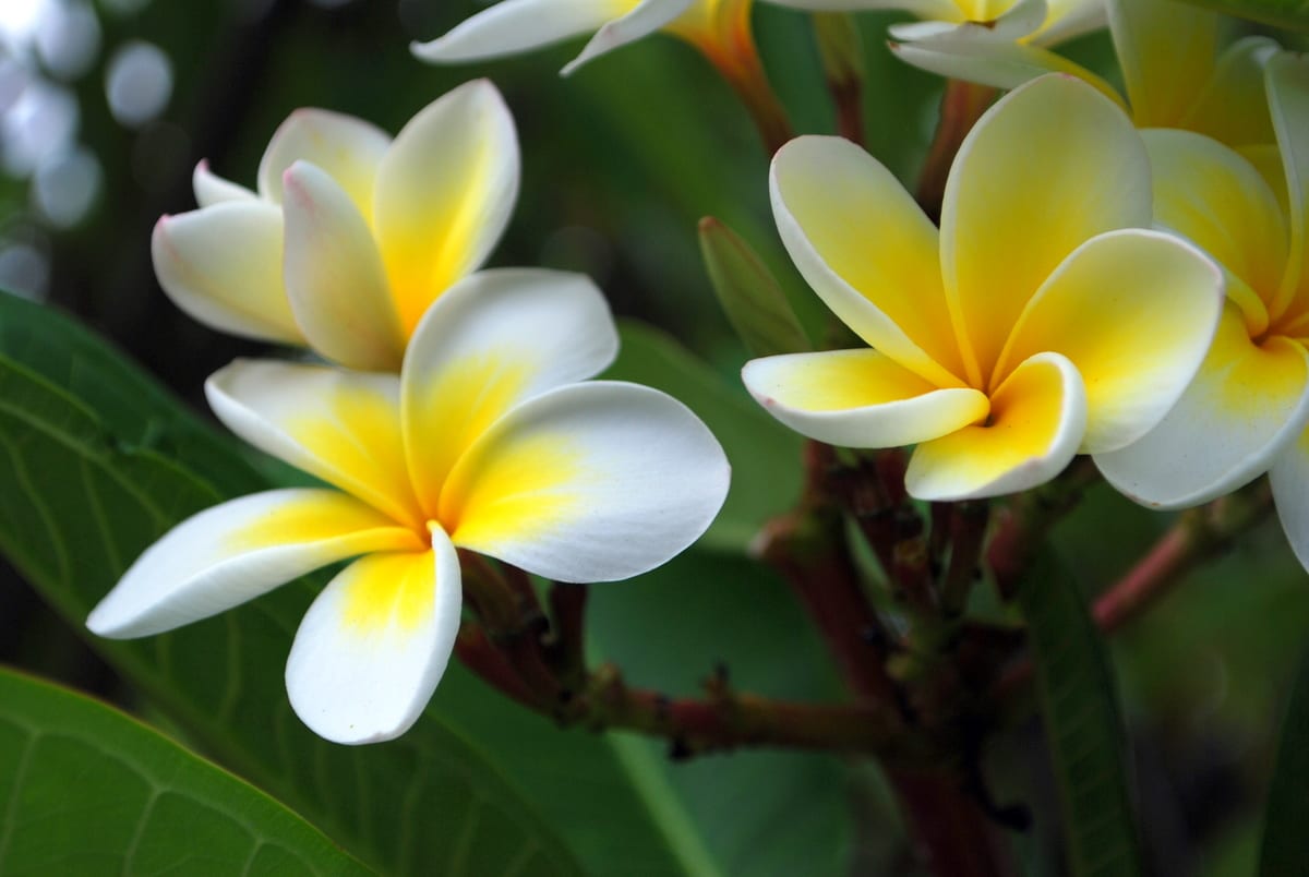 Flores tropicales: 7 especies para jardín y maceta en España
