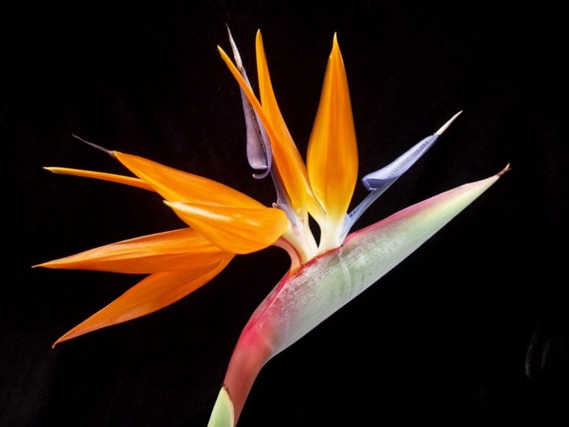 Flor naranja y azul de Strelitzia reginae o ave del paraíso