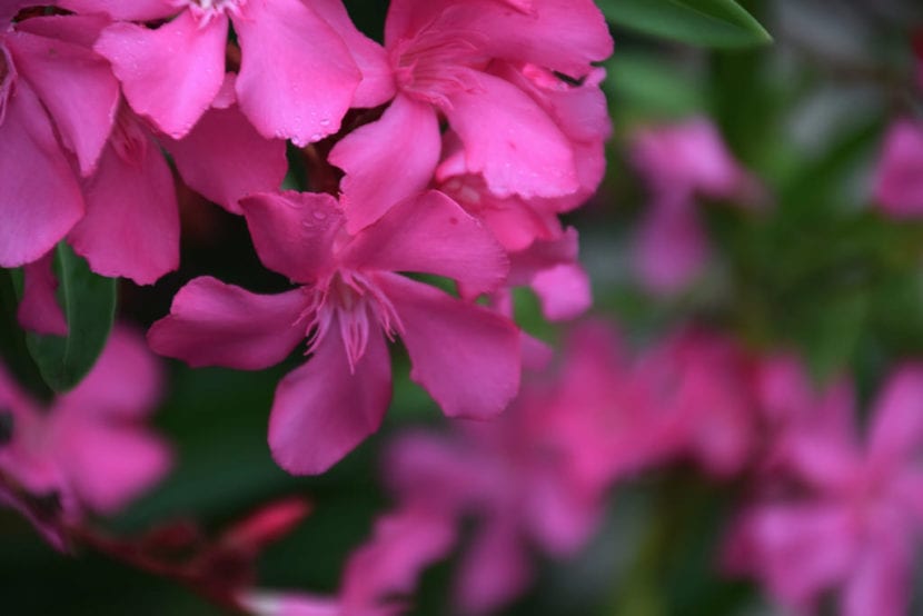 Flores de adelfa, una de las plantas más tóxicas del Mediterráneo