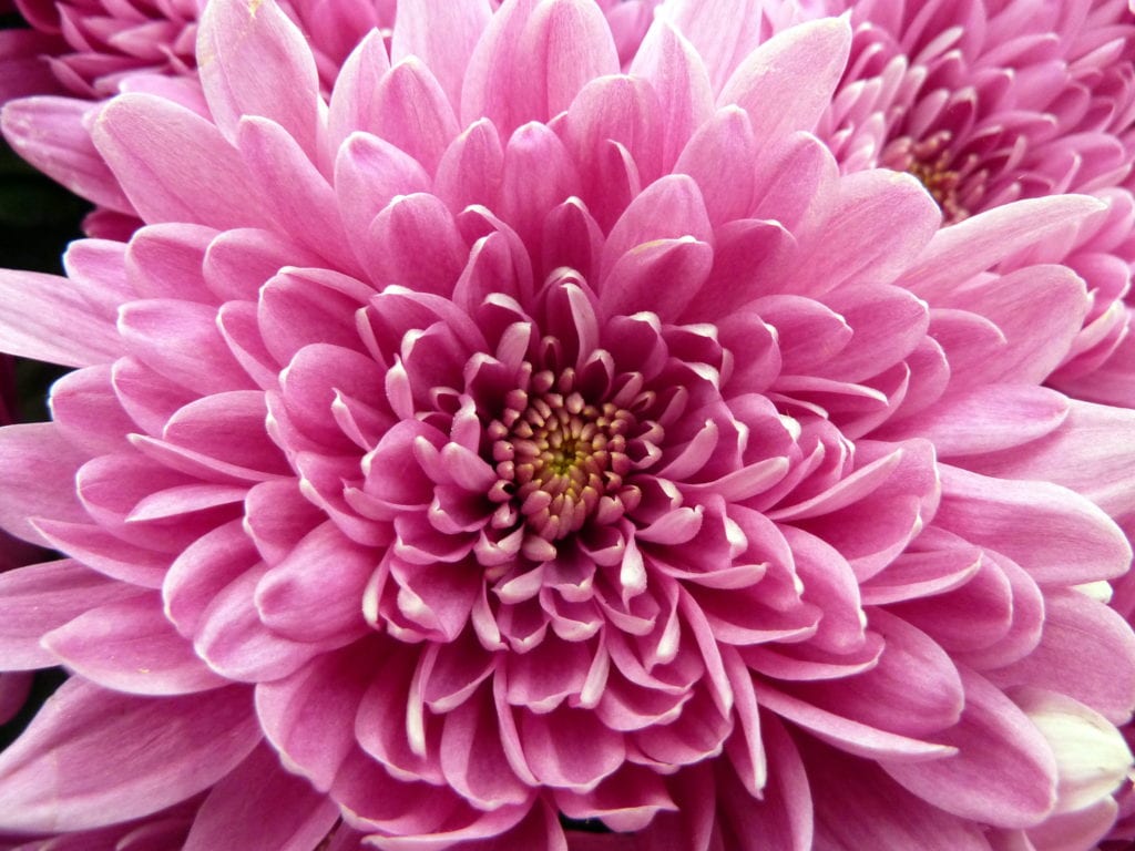 Flores venenosas comunes en jardines y casas de España