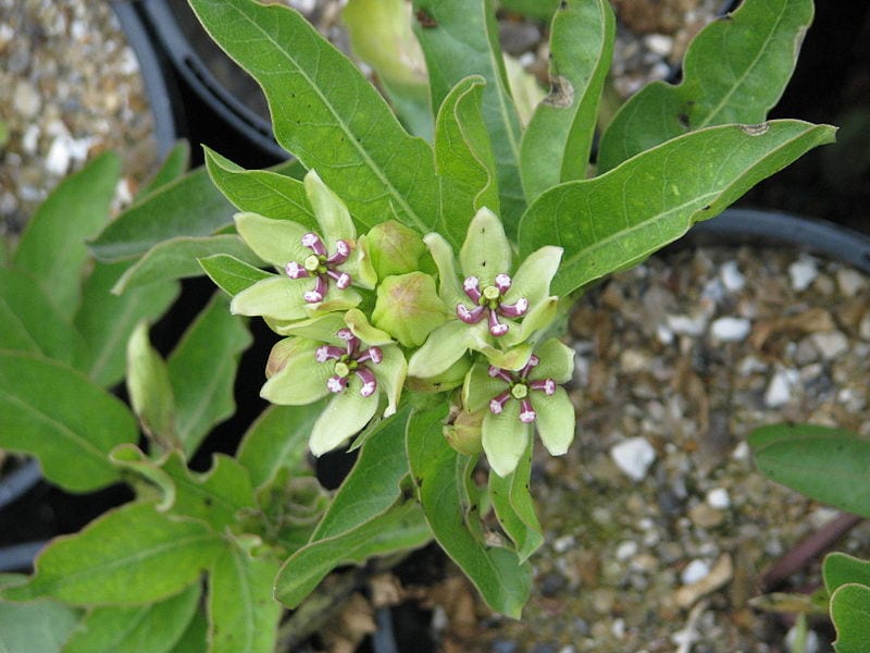 Flor verde de Asclepias viridis