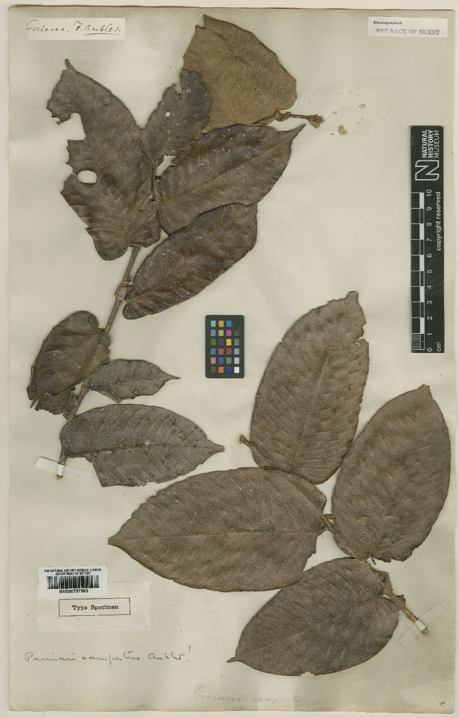 Flores y plantas afrodisíacas