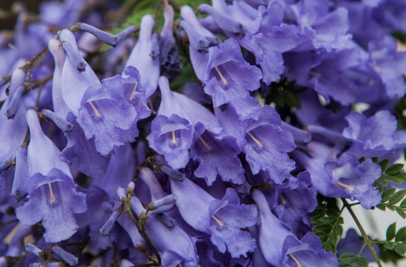 Copa de jacarandá cubierta de flores azul violáceo