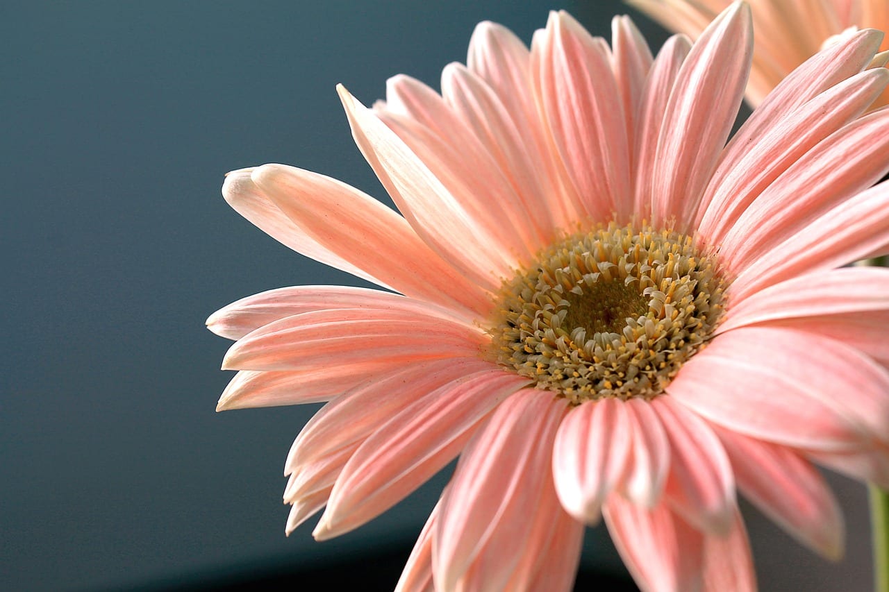 Fotos de flores: 10 especies y cómo fotografiarlas bien