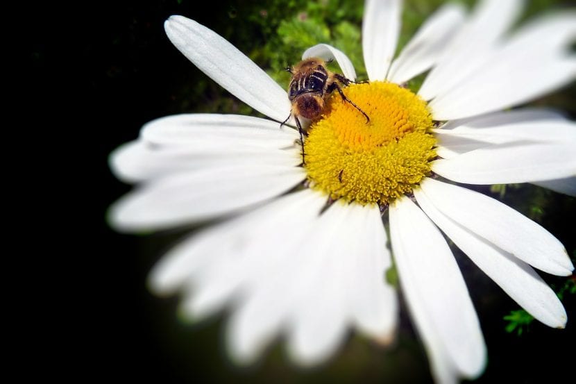 Abeja recorriendo el disco central de una margarita
