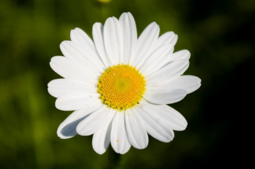 Capítulo de margarita blanca con el disco central amarillo