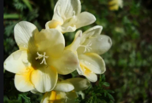 Cultivo de fresias