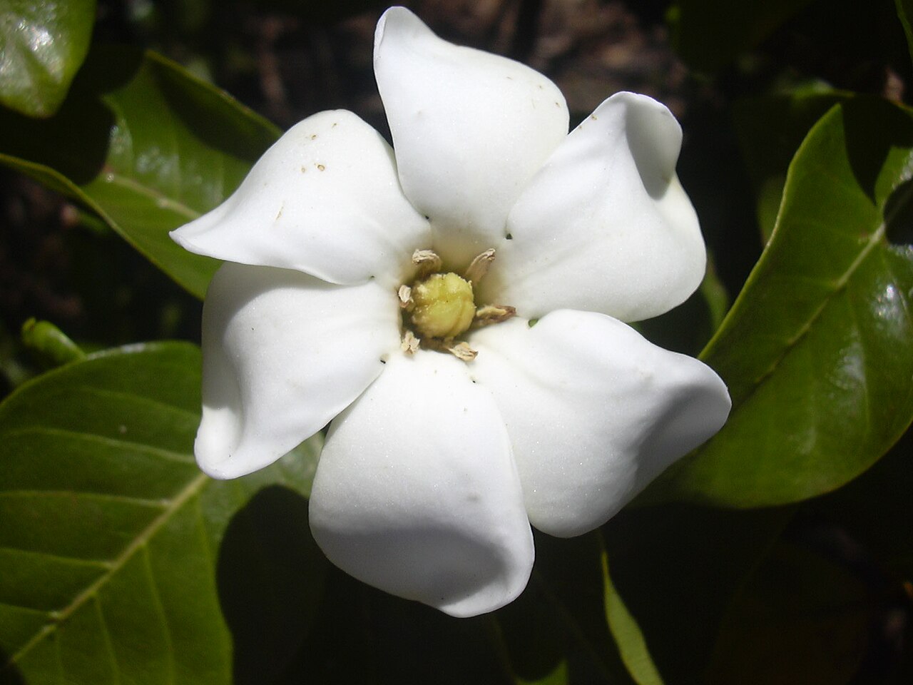 Gardenia: fotos, tipos, significado, características, imágenes
