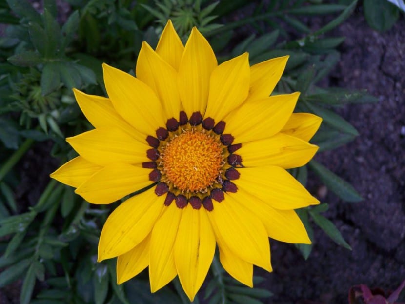 Gazania amarilla con el envés plateado de las hojas visible