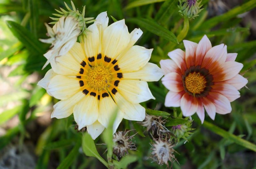 Flores de gazania abiertas al sol con las lígulas rayadas
