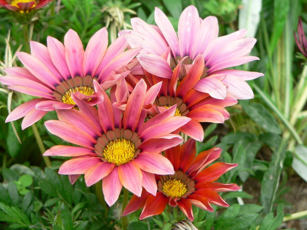 Gazania: cultivo, riego y por qué cierra sus flores