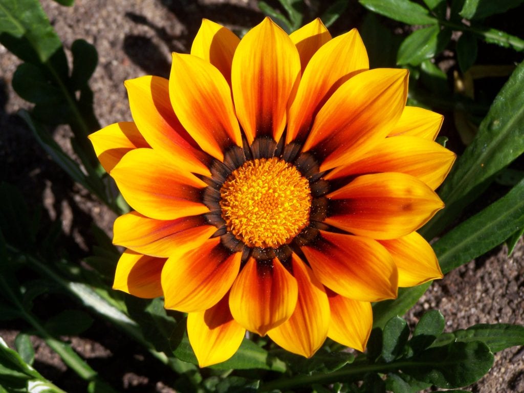 Gazania: cultivo, cuidados y por qué cierra sus flores