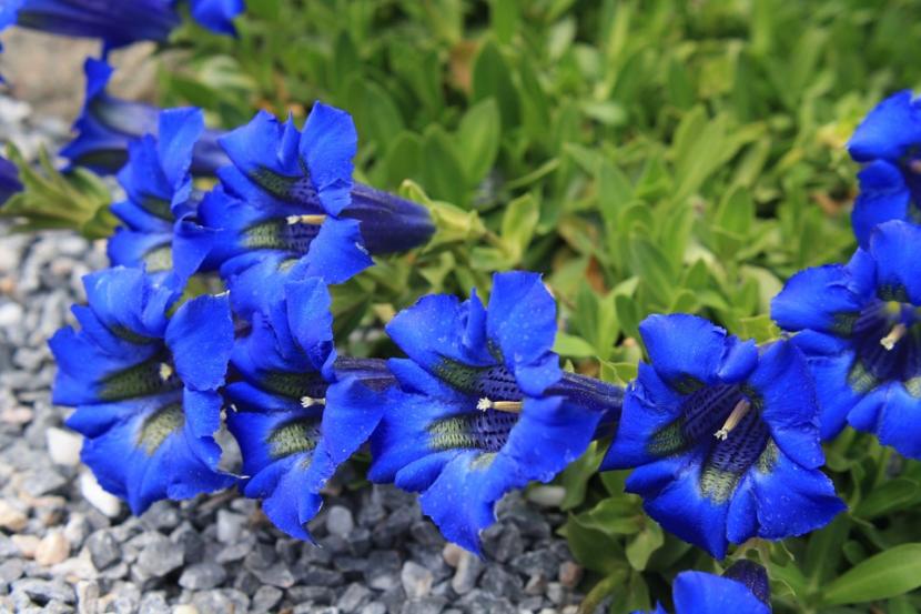 Genciana: qué especie elegir y cómo cultivarla en España