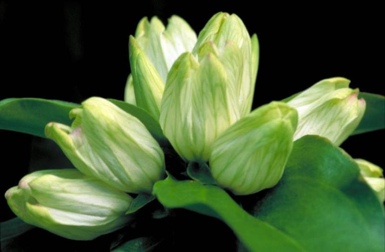 Genciana de flores blancas en floración