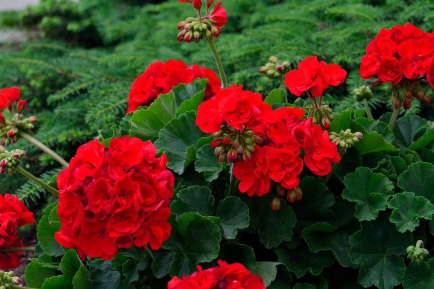 Pelargonio zonal