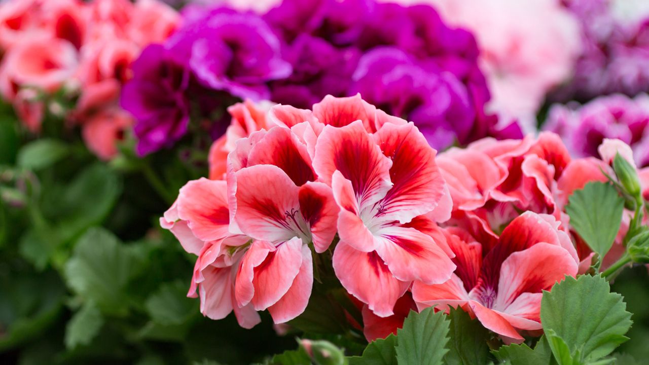 Pelargonio