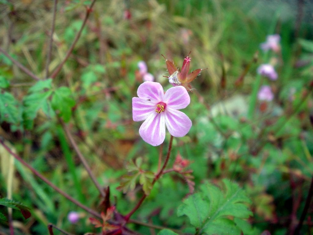 Geranium purpureum: cómo identificarlo y cultivarlo