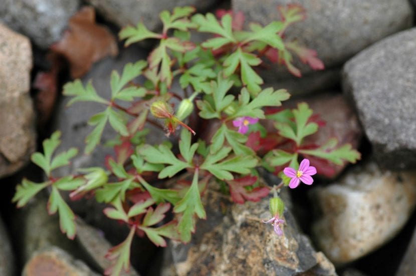 Geranium purpureum creciendo en su hábitat natural entre piedras