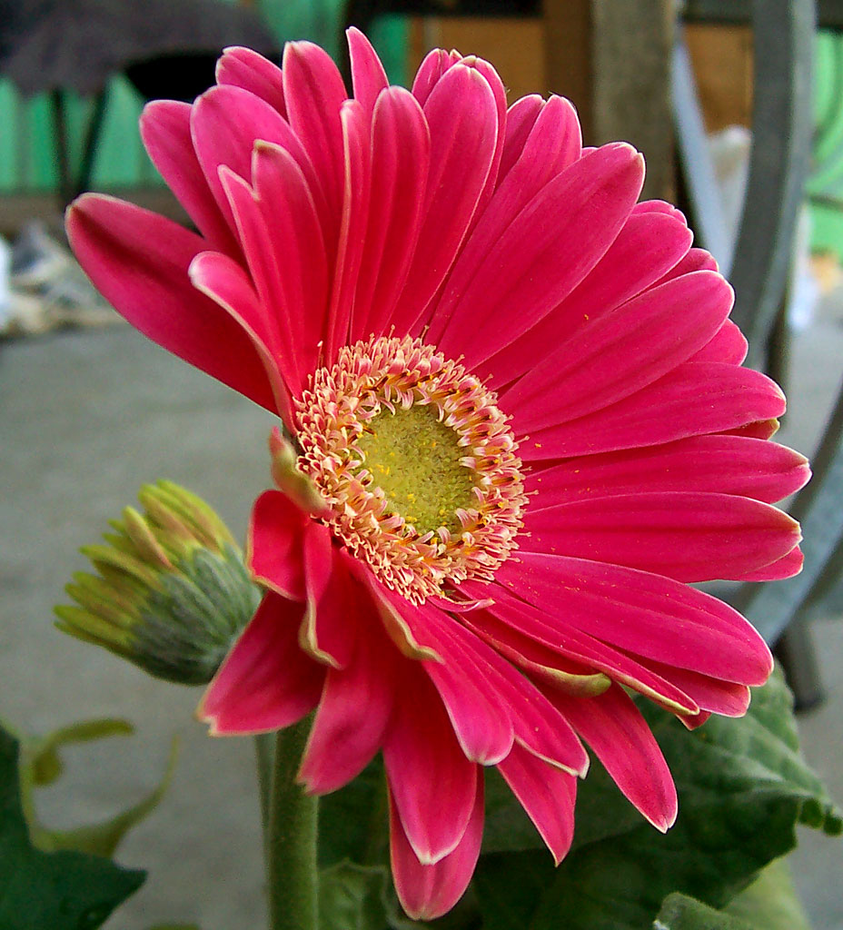 Gerbera: fotos, tipos, significado, características