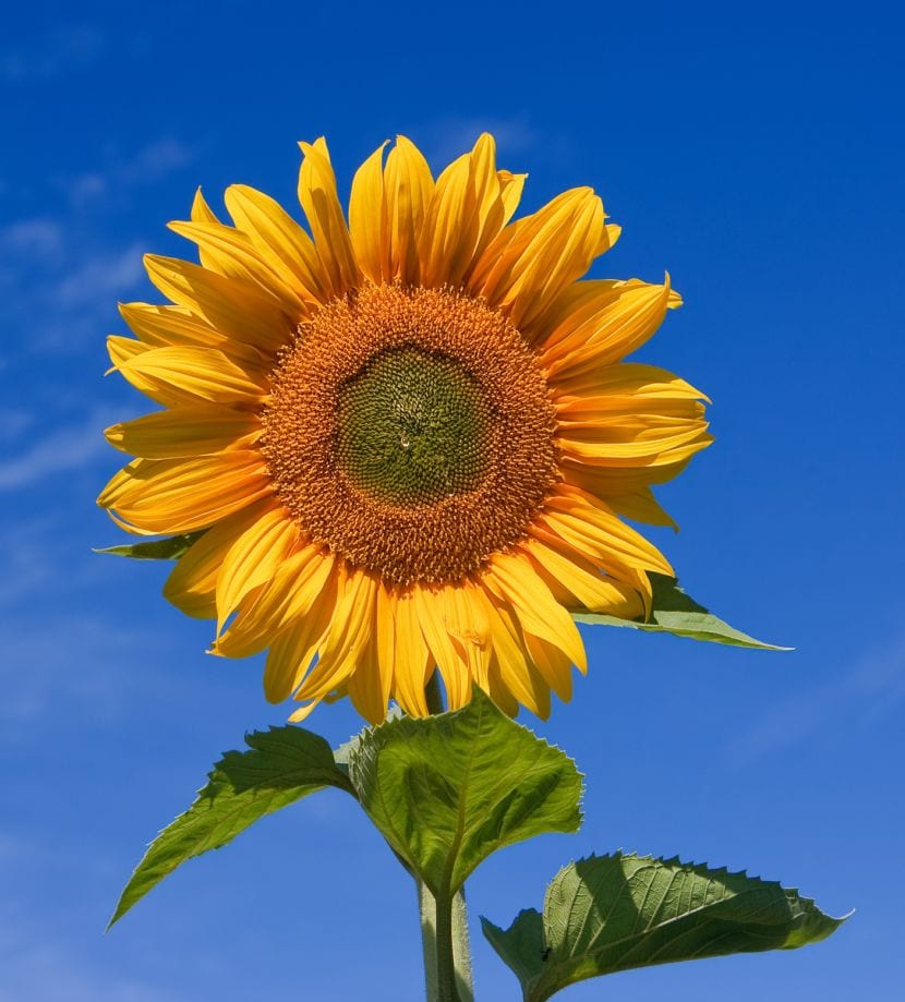 Capítulo de girasol visto de cerca