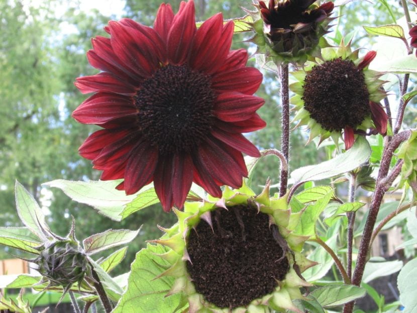 Girasol de lígulas rojizas