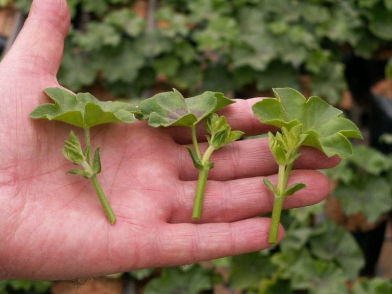 Esquejes de Pelargonium peltatum preparados para enraizar