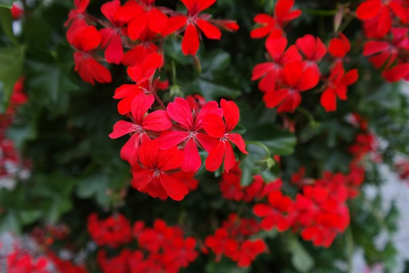Gitanillas rojas en flor colgando de una maceta