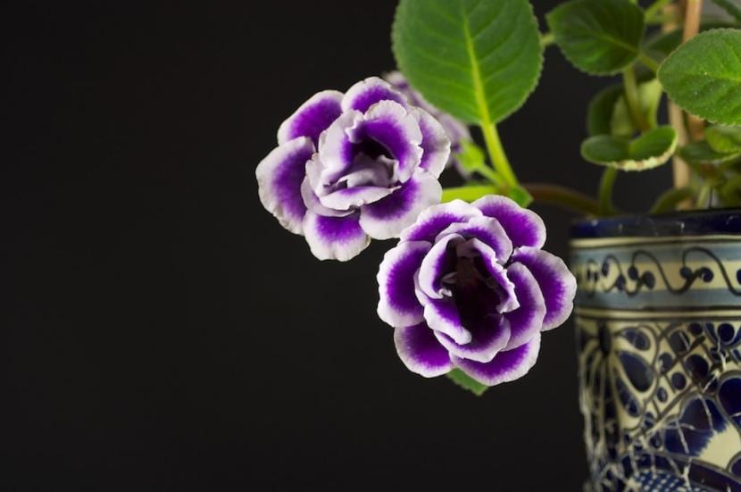 Gloxinia de flores lila con borde más claro