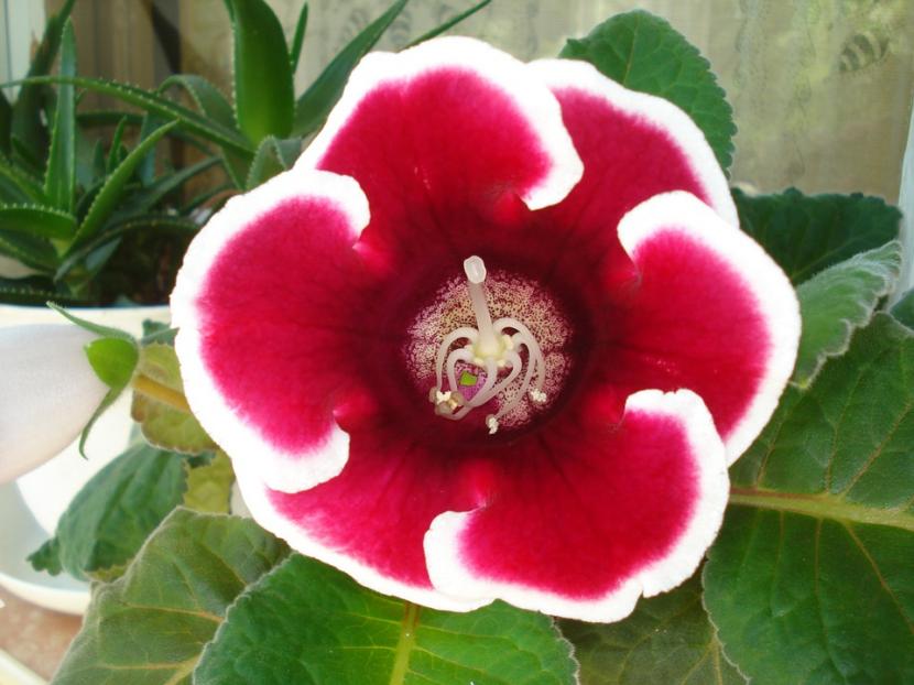 Gloxinia de flores rojas aterciopeladas