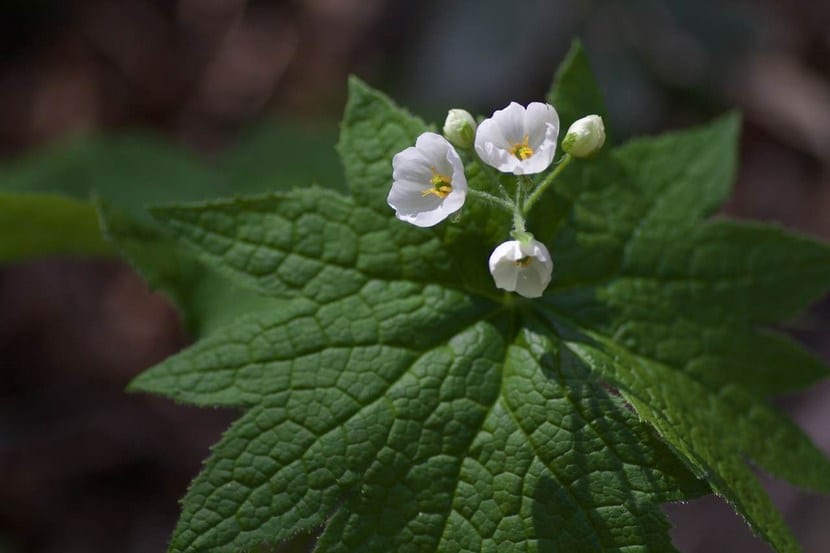 Detalle de los pétalos traslúcidos de la flor esqueleto tras la lluvia