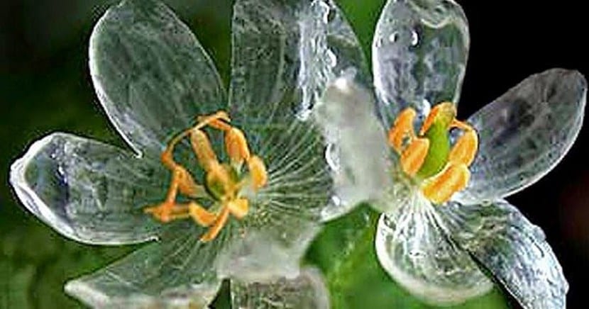 Diphylleia grayi: la flor que se vuelve transparente