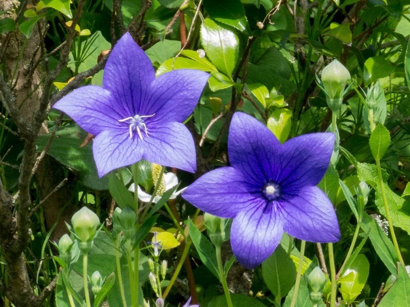 Detalle de la flor de Platycodon grandiflorus abierta con sus cinco lóbulos
