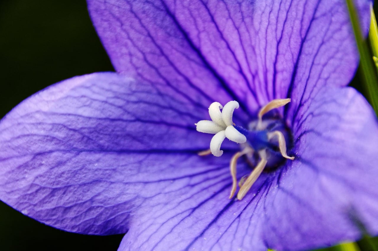 Cuidados del platycodon o campanilla china