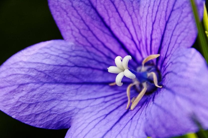 Platycodon grandiflorus en flor, con las corolas azul violeta abiertas