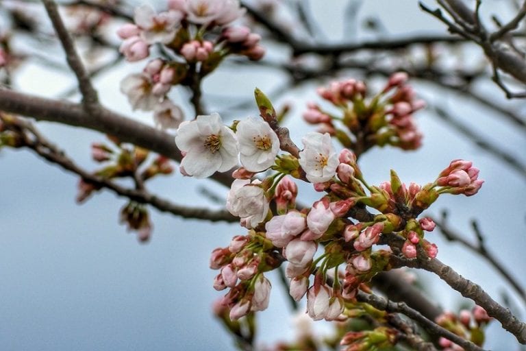 Cerezos en flor durante el hanami