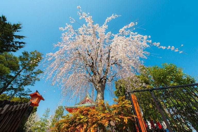 Paisaje de primavera con árboles en floración
