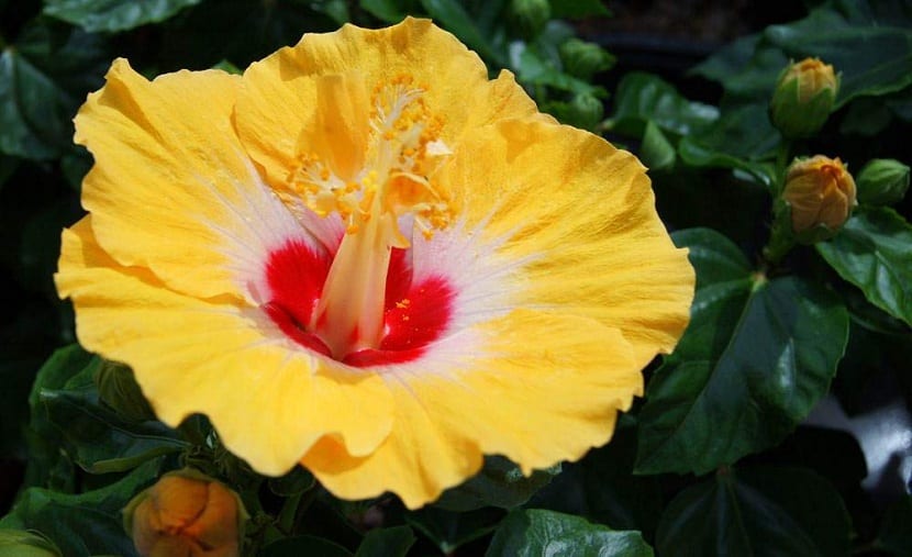 Flores de distintos colores de Hibiscus rosa-sinensis