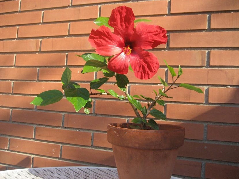Ejemplar de Hibiscus rosa-sinensis cultivado en maceta