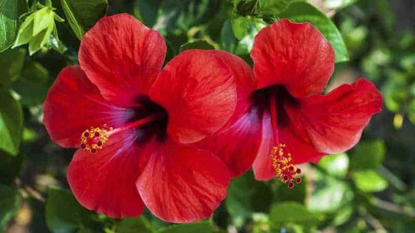 Hibisco (Hibiscus rosa-sinensis): guía de cultivo y cuidados