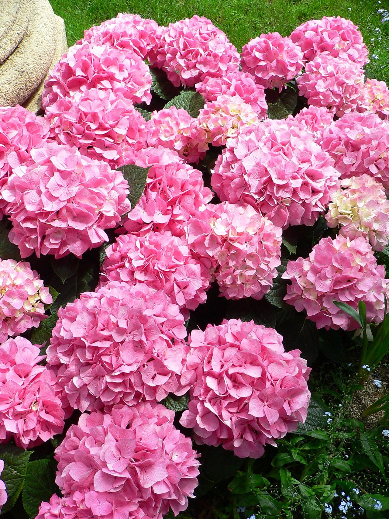 Hortensia vainille fruit