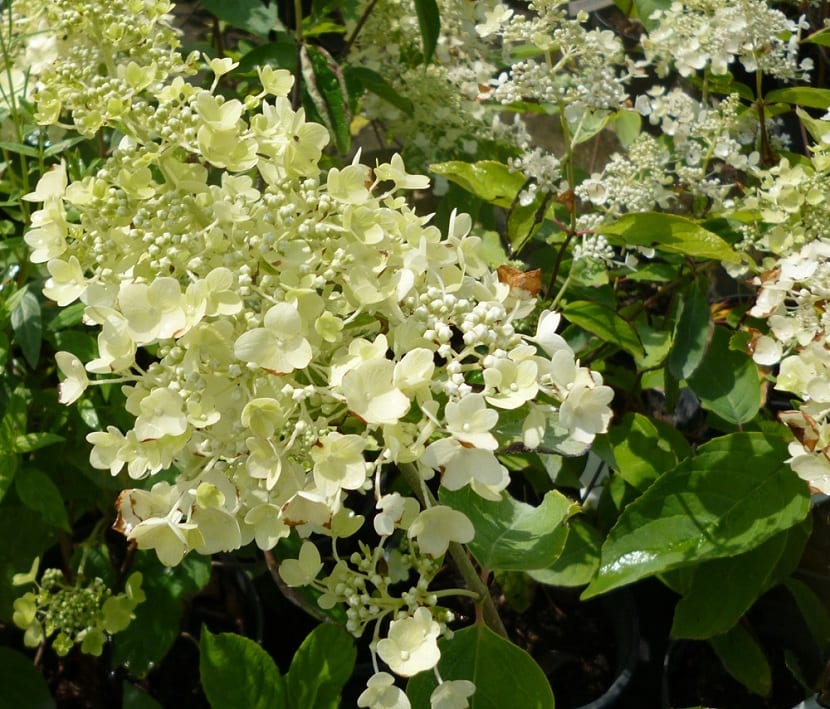 Panícula en flor de Hydrangea paniculata