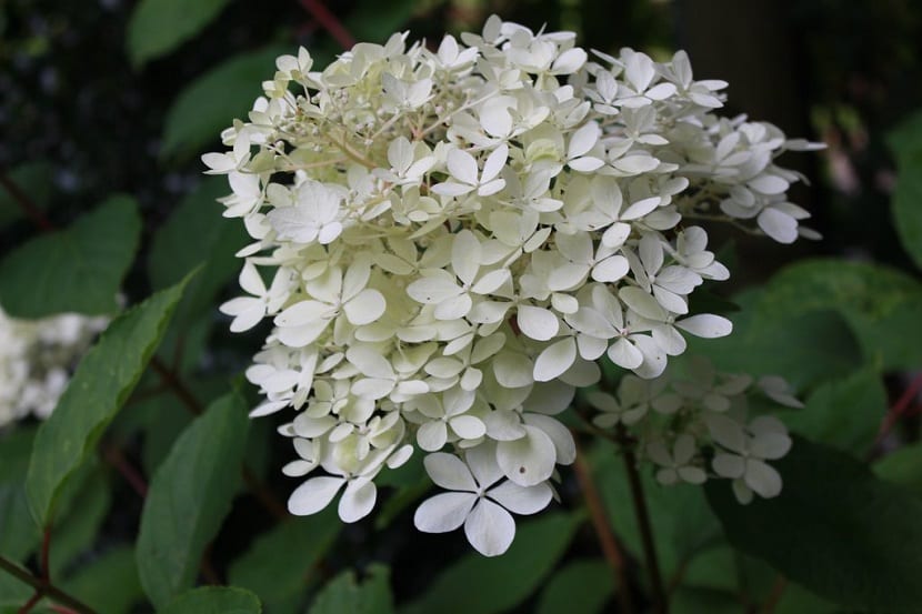 Racimo de flores de Hydrangea paniculata en el jardín