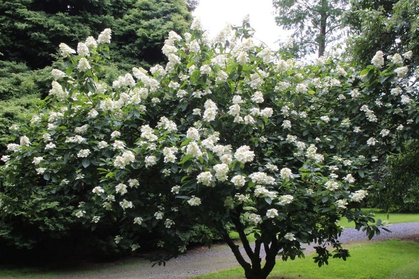 Hydrangea paniculata: cultivo, poda y variedades