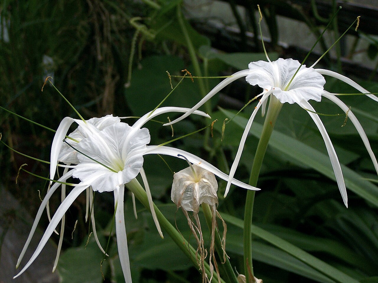 Hymenocallis littoralis o Lirio araña