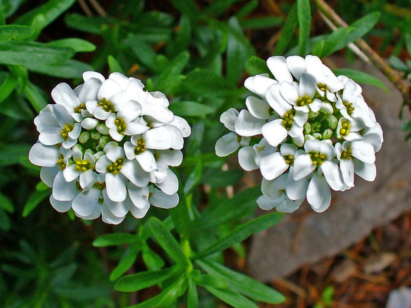 Mata en flor de Iberis sempervirens con corimbos blancos