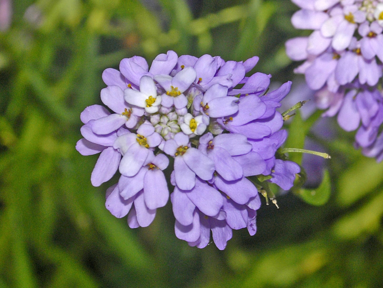 Iberis: cultivo, poda, especies y usos medicinales