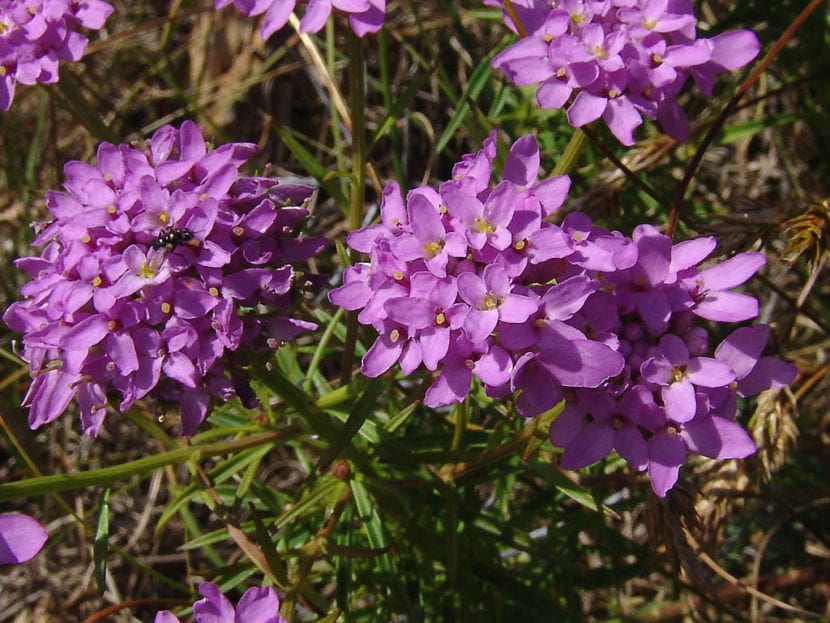 Flores lilas de Iberis umbellata, la especie anual de jardín